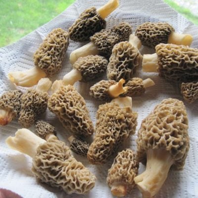 Morel Mushroom Hunting Secrets – Where to Look and How to Score Big
