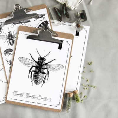 Insect Life Cycle – FREE Printable – Great Learning Activity for Kids!
