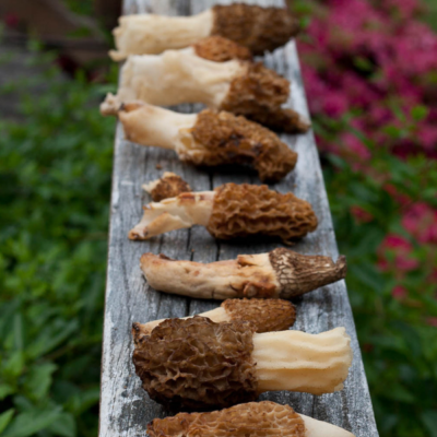 How Fast Do Morel Mushrooms Grow?
