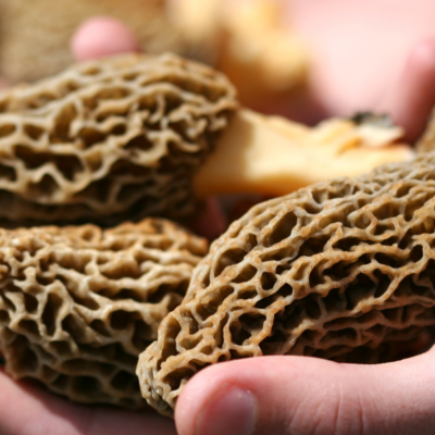 How To Preserve and Freeze Morel Mushrooms for Storage