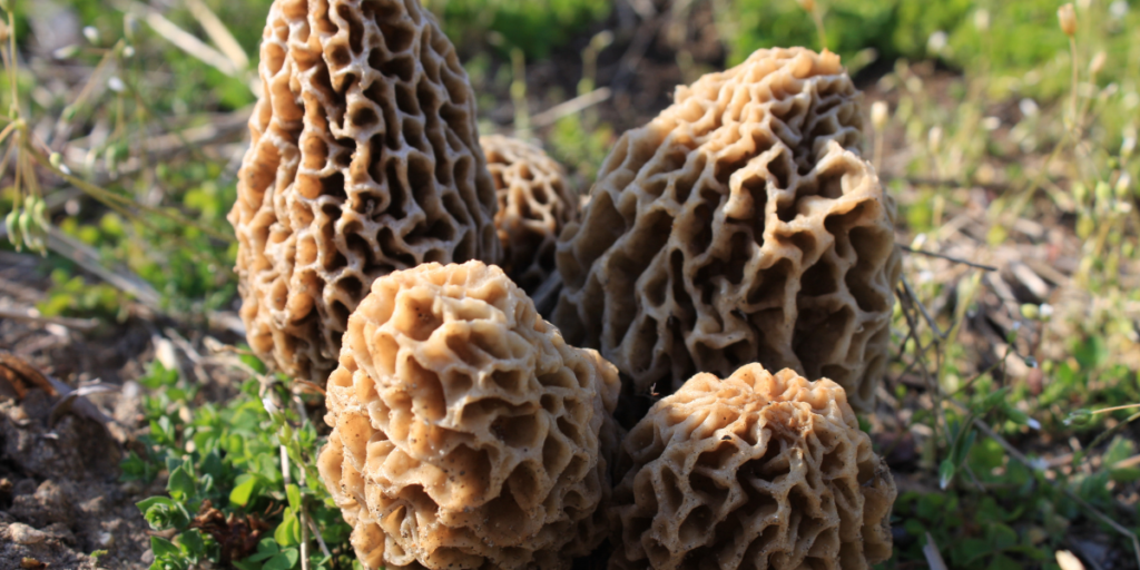where to find morel mushrooms