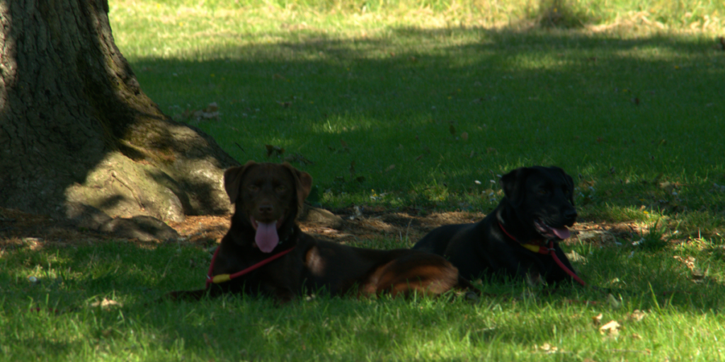 dog laying in the shade